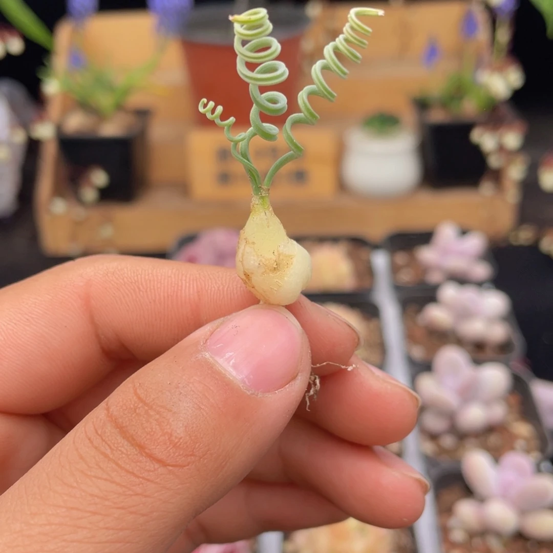 贵妃弹簧草多肉9.9包邮发货