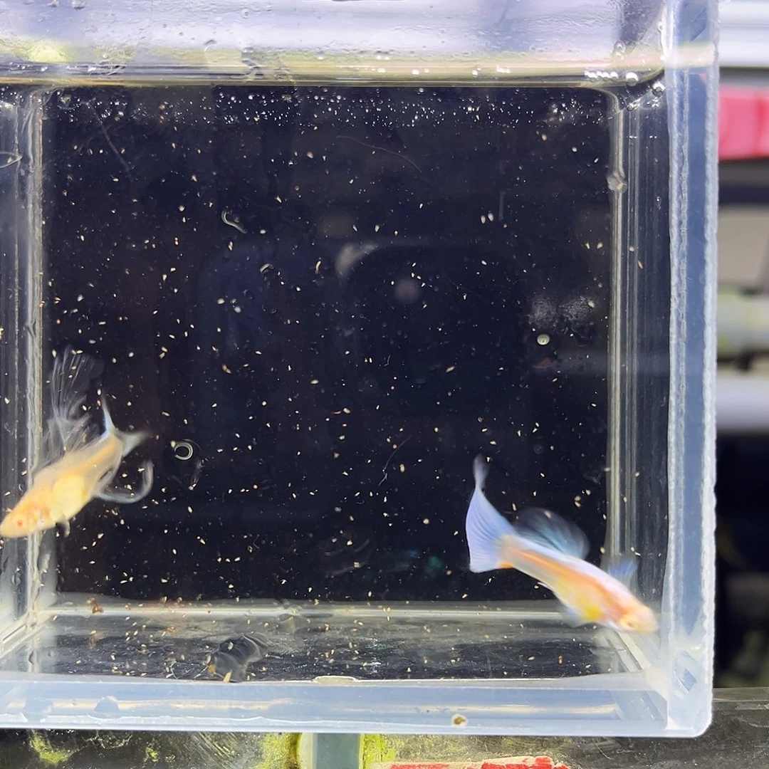 孔雀鱼8蓝白一对大c