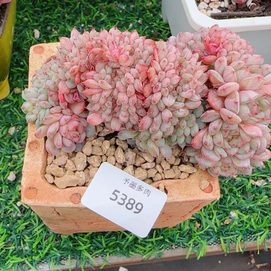 白胖子缀化，5389多肉植物