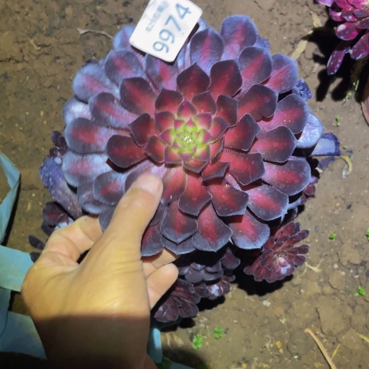 9974月亮石多肉植物