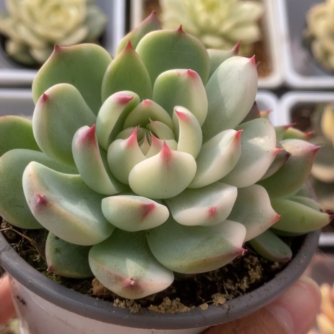 309锦锦锦锦锦锦锦锦锦