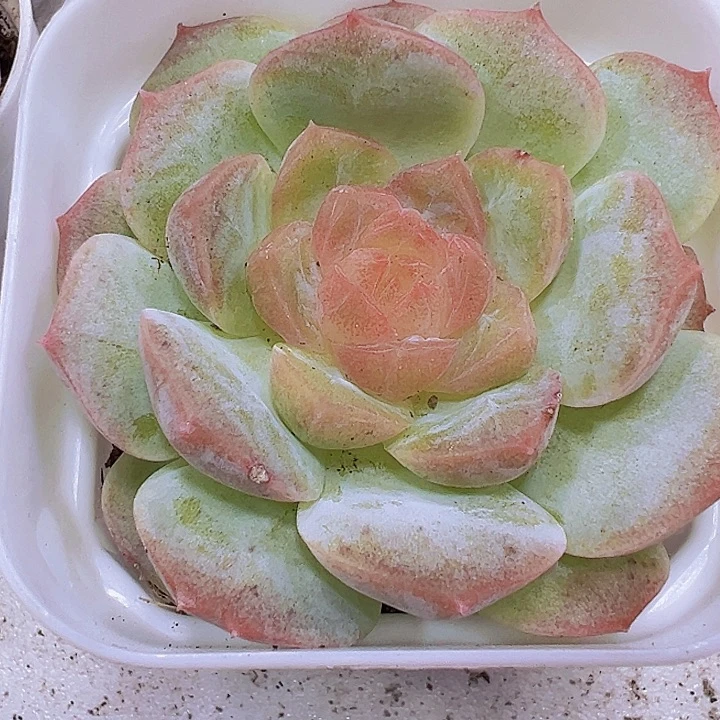 梦幻泡影19包邮多肉植物