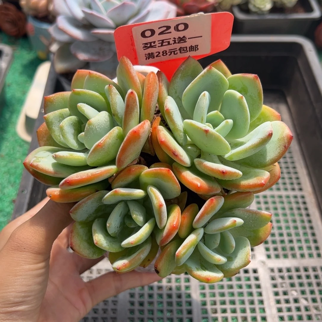表妹精品多肉植物020: