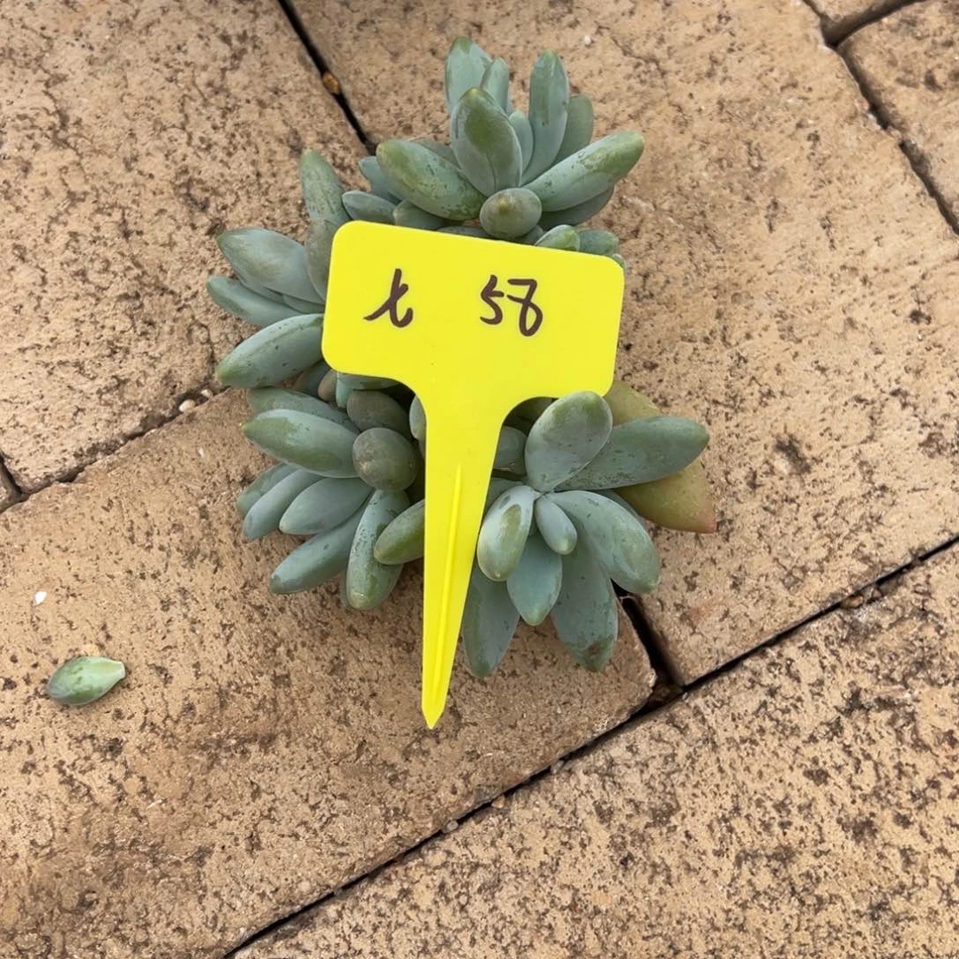 7***七七58。