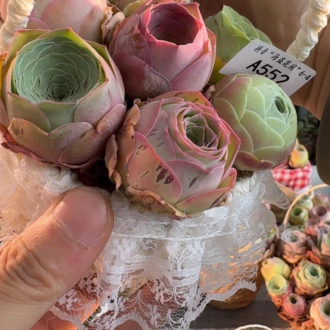 A552 蕾丝花篮玫瑰组合