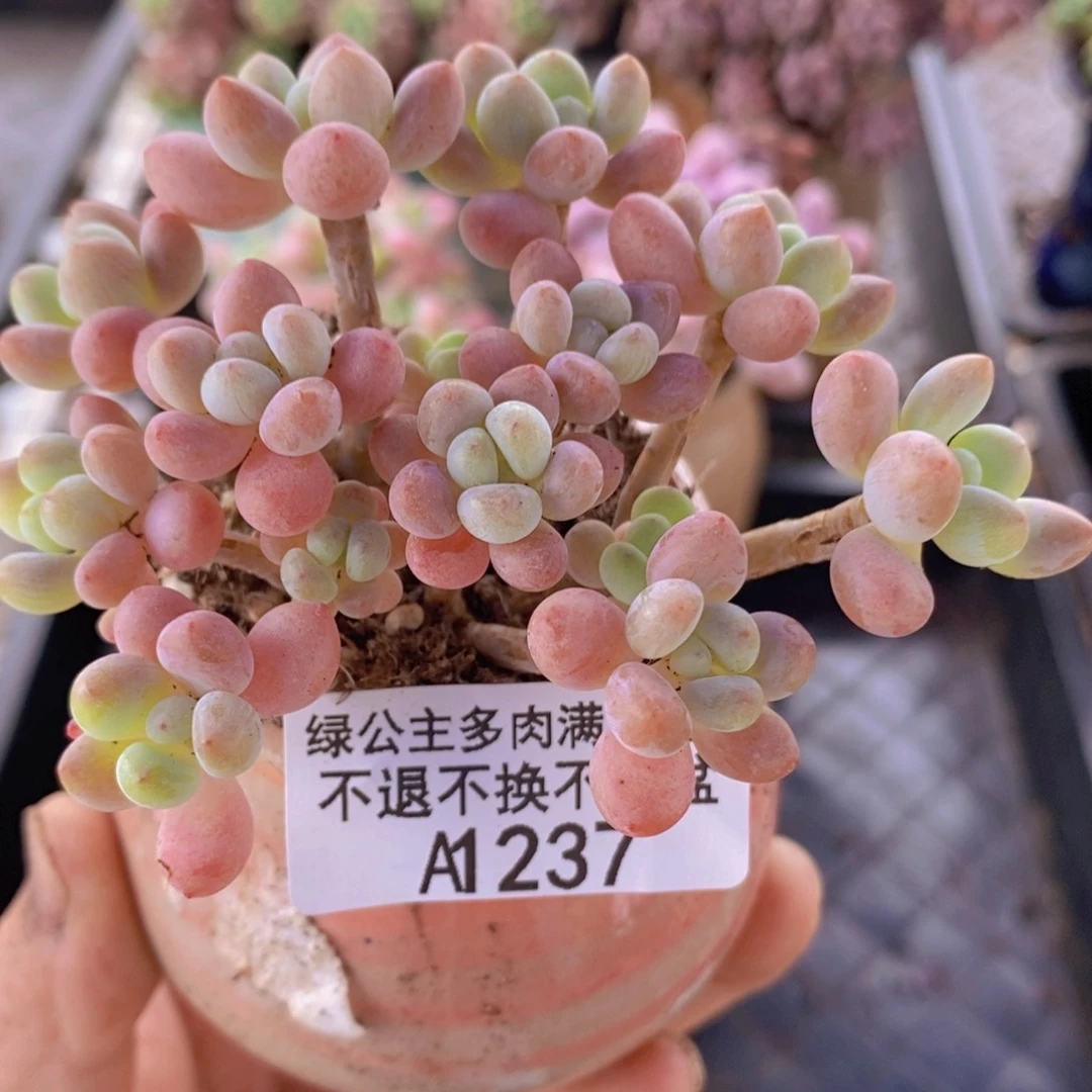 鱼子酱8cm237多肉植物