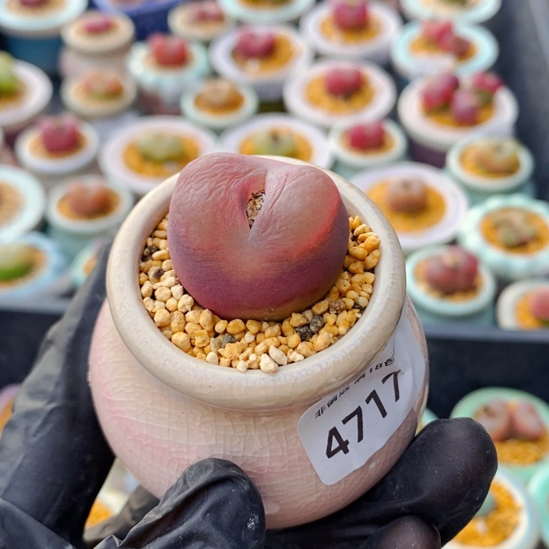 ?**兔4916--一物一拍 带盆