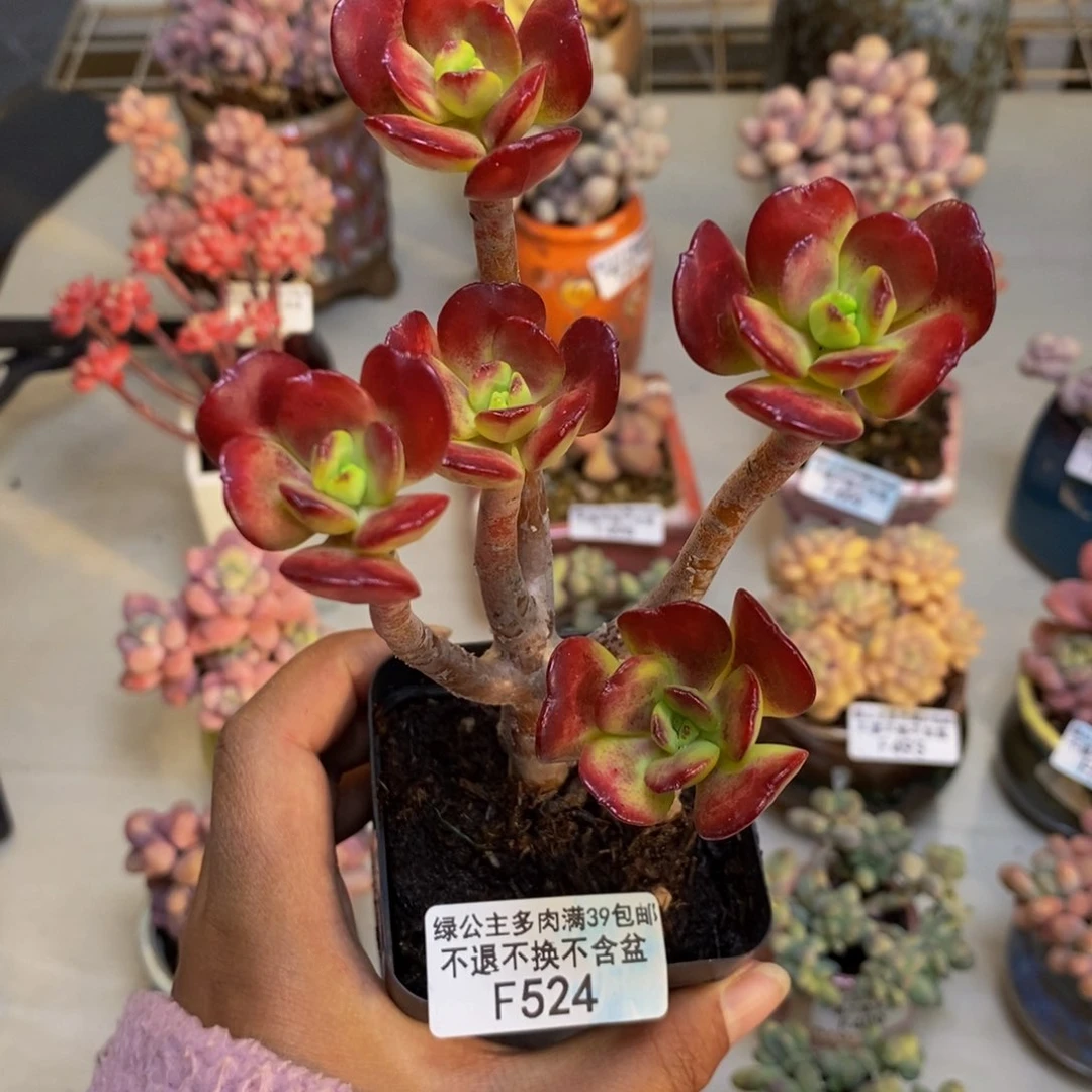 524红梅多肉肉7c m
