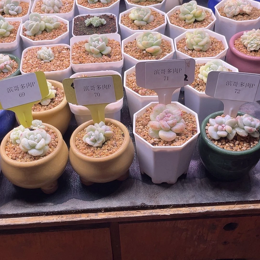 檚*滨哥多肉P69，70，71，72冰玉石化锦