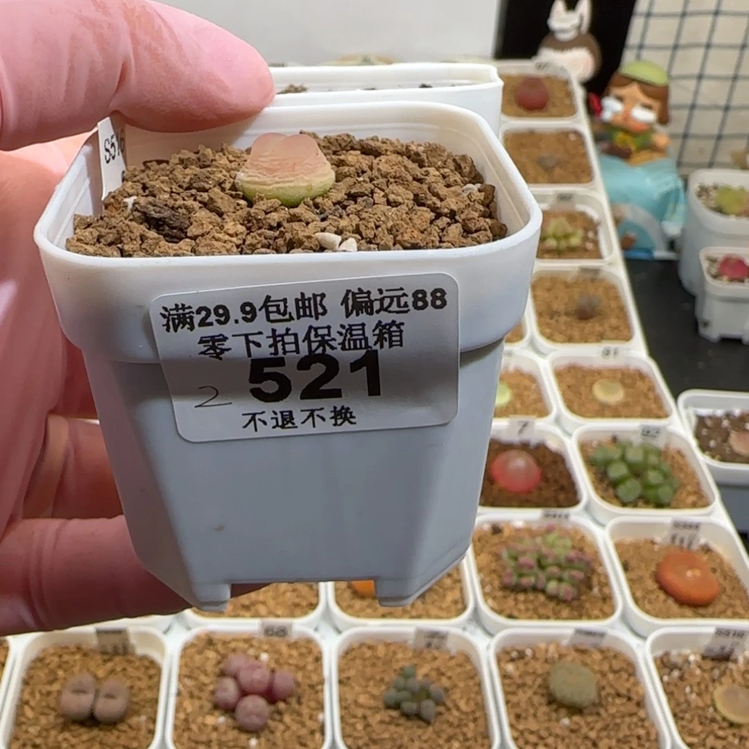 纯***士肉锥多肉植物组合-544