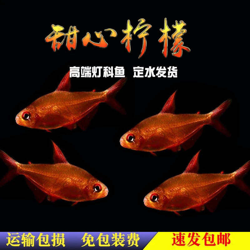 柠檬灯科鱼观赏鱼淡水小鱼桌面观赏鱼新手鱼观赏鱼白云金丝甜心
