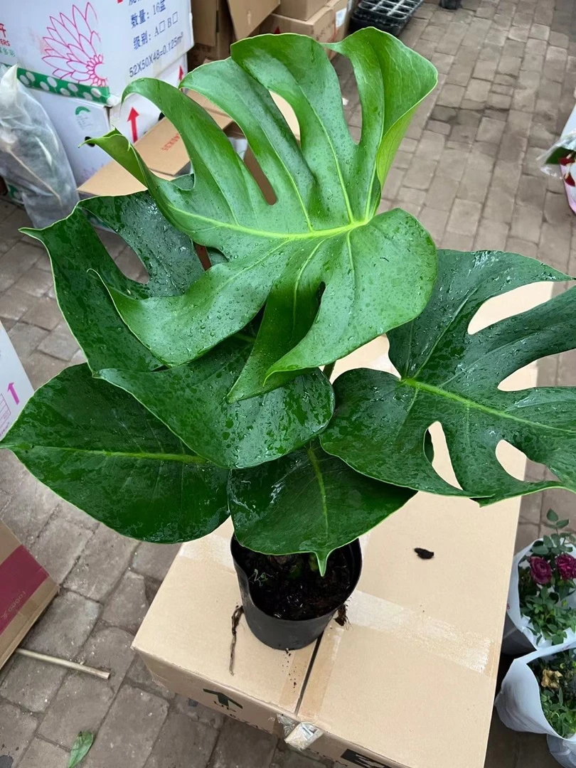 180龟背竹盆栽，，