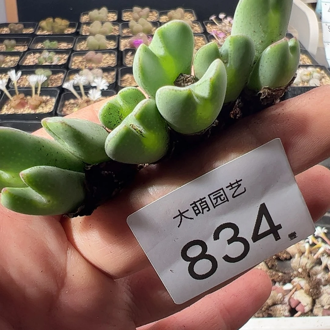 一物一拍。      834