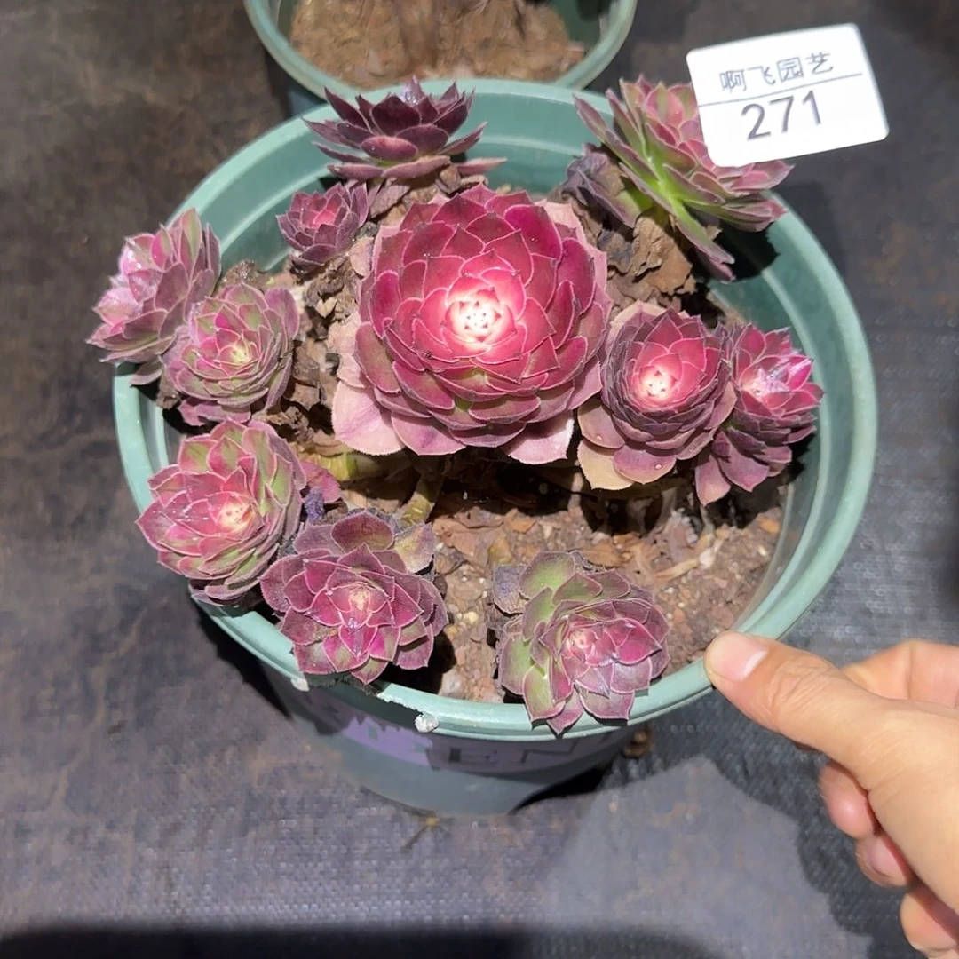 271多肉 荔枝法师福利