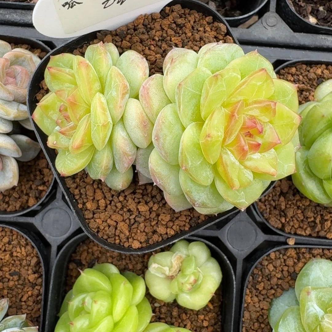 来***翅0616-21-荔枝双头一颗