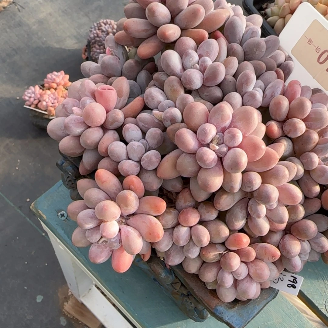 美***梦解忧一物一拍无实物美梦存款