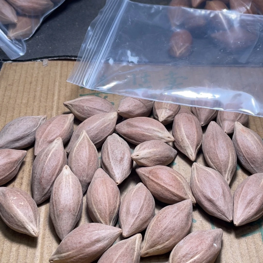 古***月橄榄核吊坠不退不换