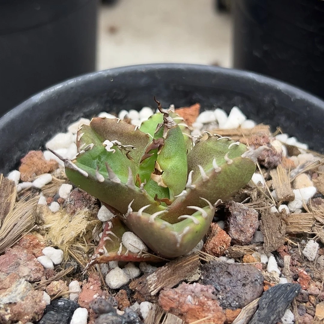 魔丸一物一拍偏远不包邮不退不换