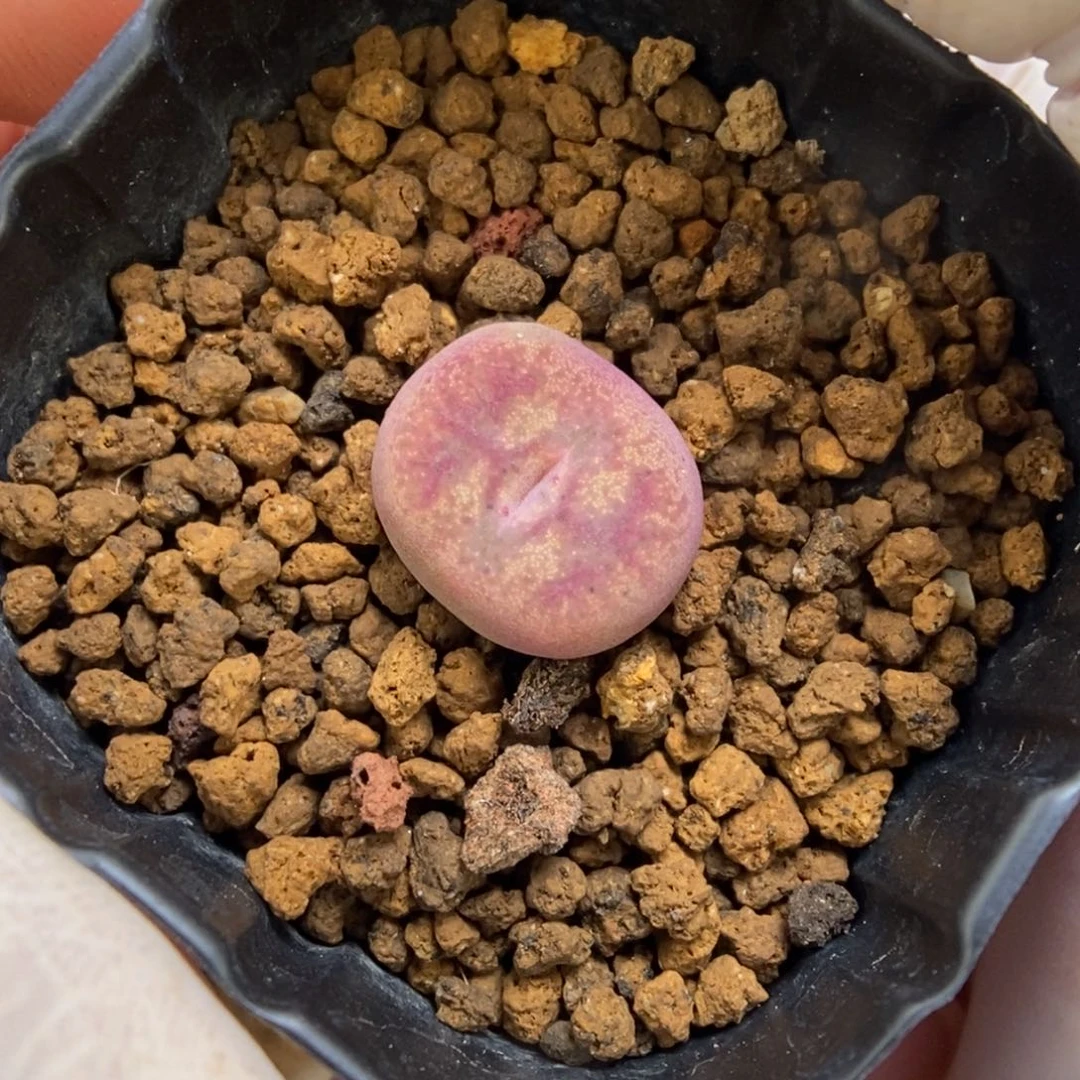 多肉植物肉锥杂交K-3958