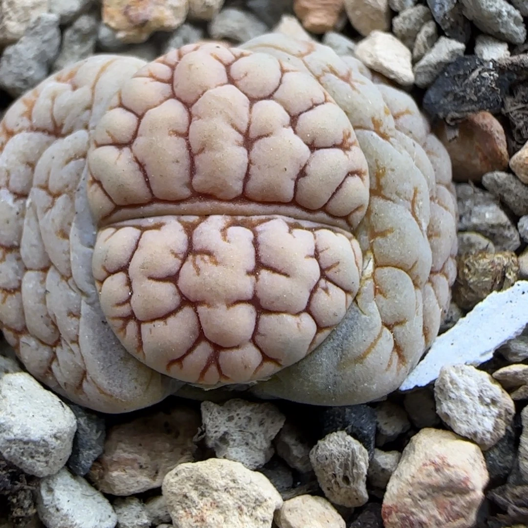 461 生石花大棚直播