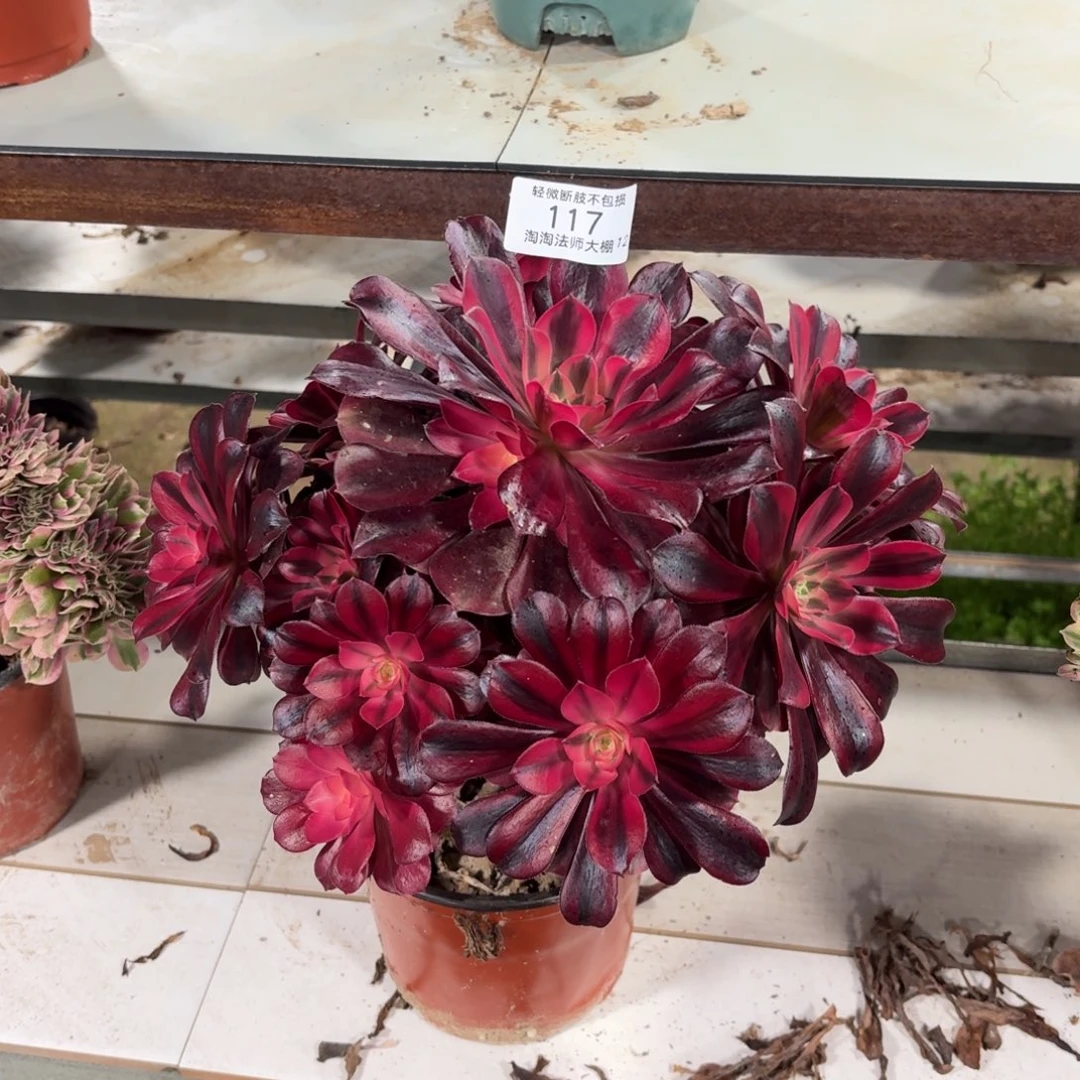 117美杜莎多肉植物