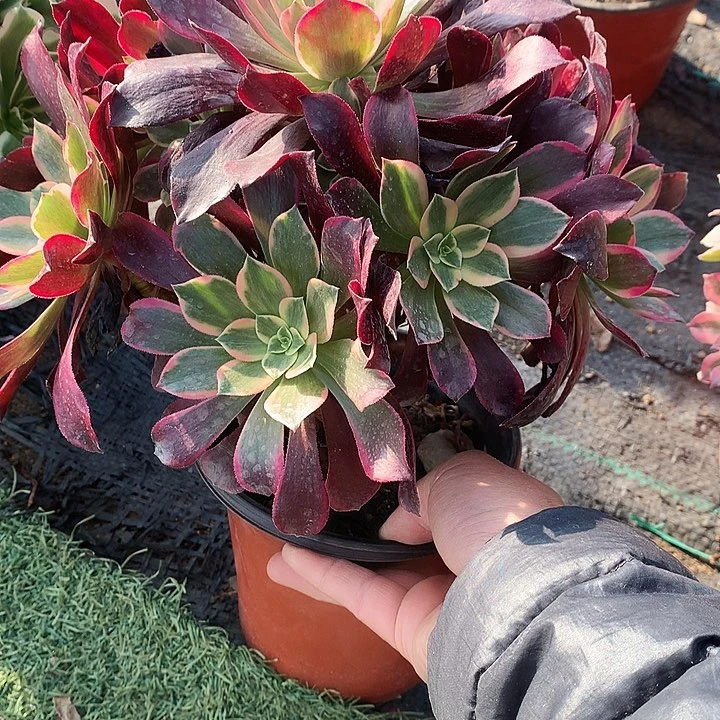 397金丝多肉植物