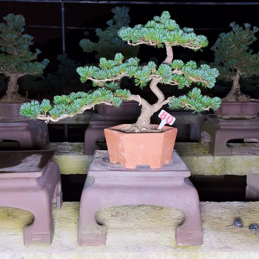无花朵五针松盆景80