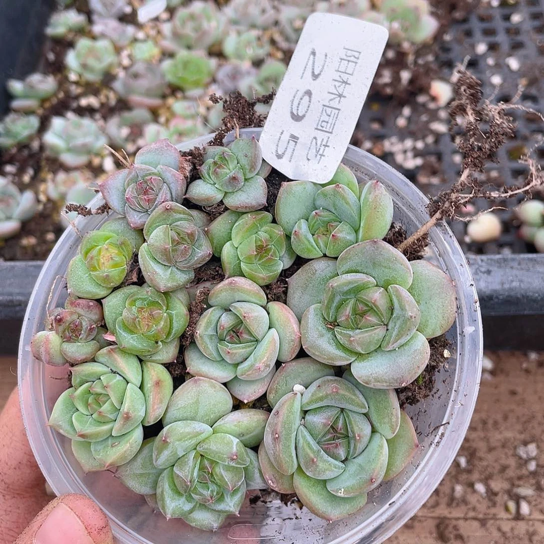多肉植物多肉植物295