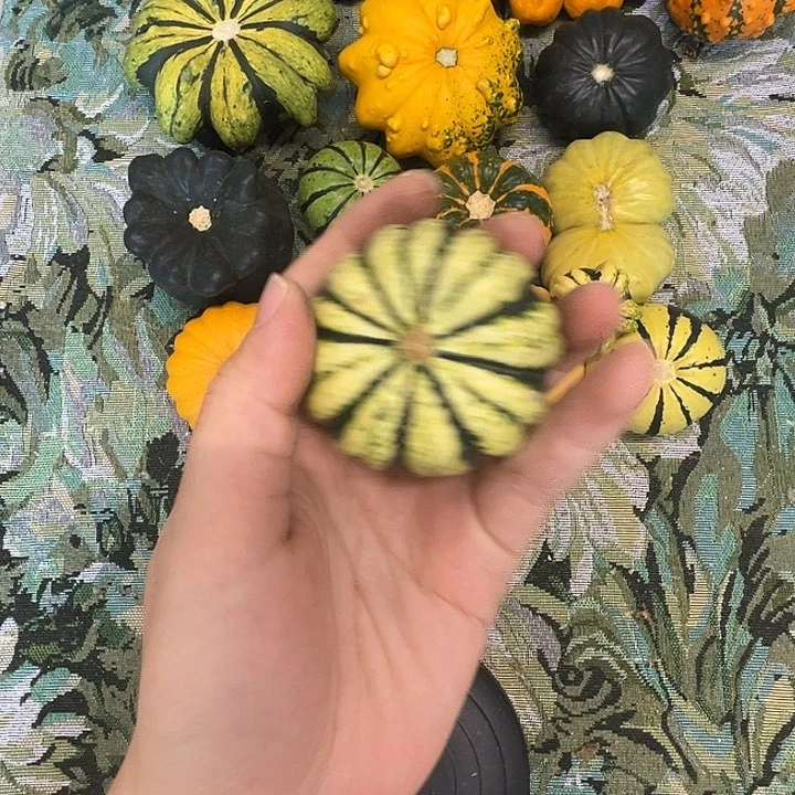 祥*居墨西哥葫芦葫芦葫芦