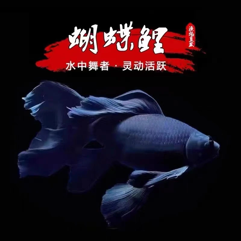 正宗台湾五代墨蝶黑色蝴蝶鲤鱼好养耐活活体发货