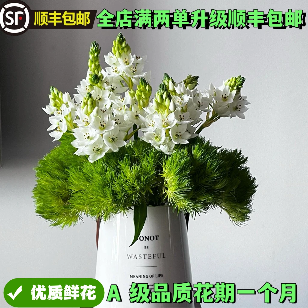【圣心百合绿毛球】云南生活鲜花水培超长花期优选两单顺丰冷链包邮
