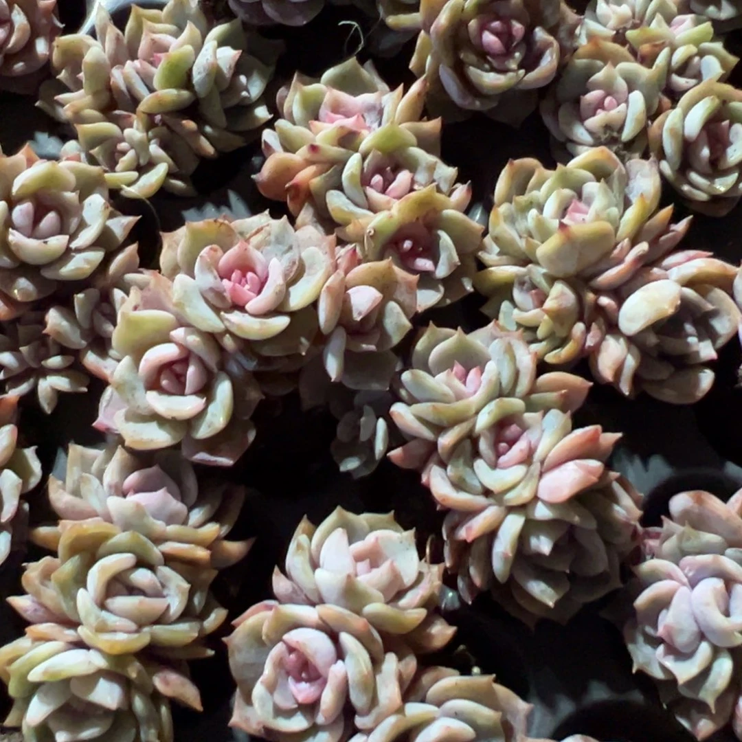 糖心夜莺小群生到手3颗 三头四头混发 大小3cm 量拍多肉满18包邮