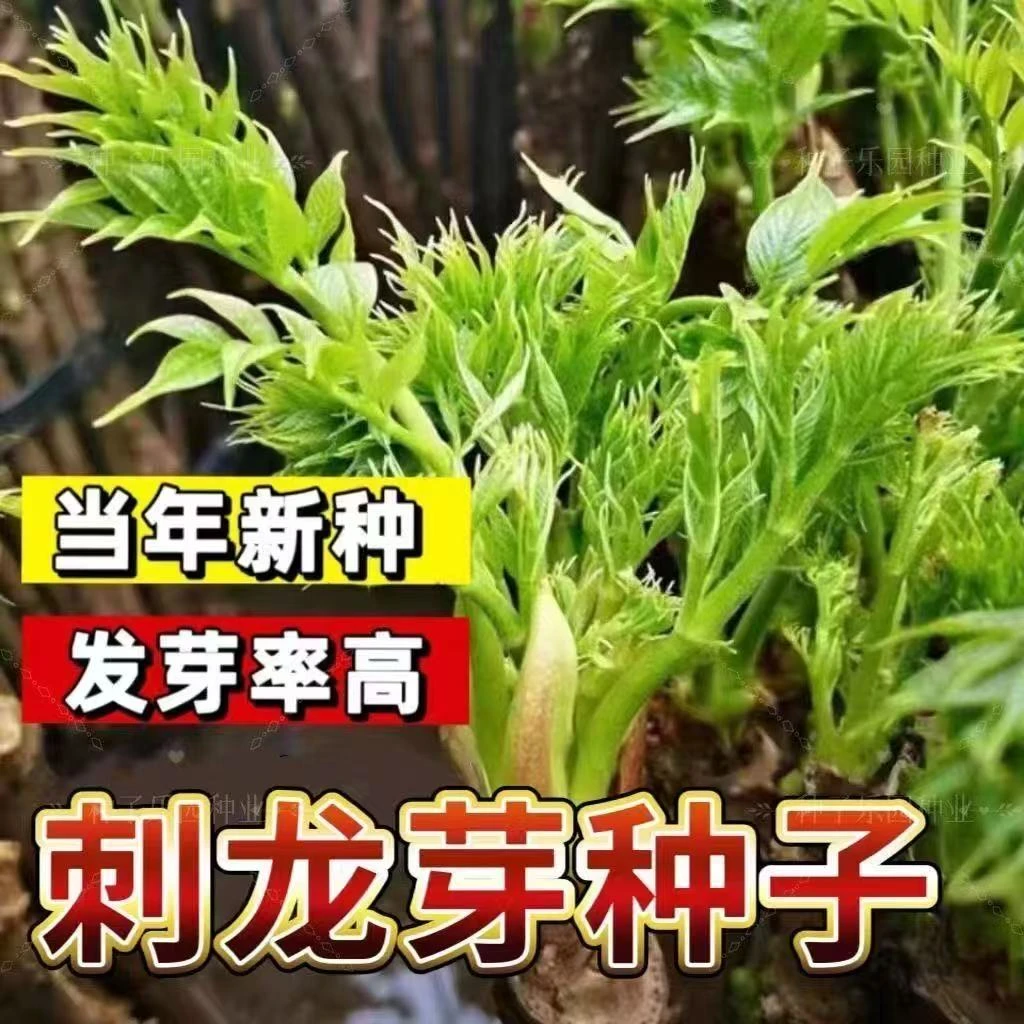 刺龙芽种子家庭阳台小院盆栽地栽四季可种植