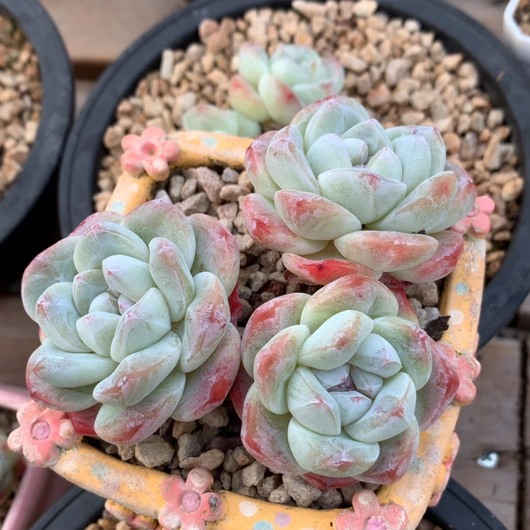 冰玉一物一拍 004