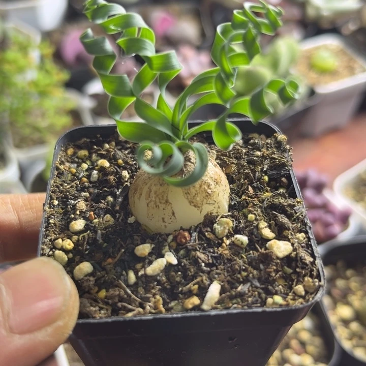 可爱多肉宽叶弹簧草007