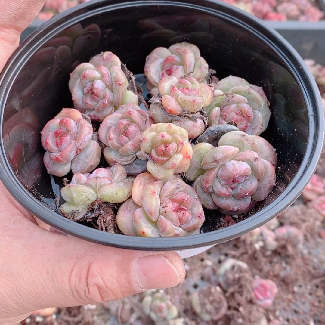 多肉植物精品切糕B379