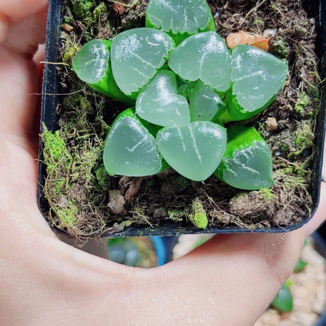 姬翠寿多肉植物66666