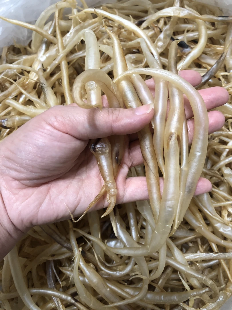 小头数鳗鱼胶本港自晒黄门鳗鱼胶 性价比小胶麻鱼鳔