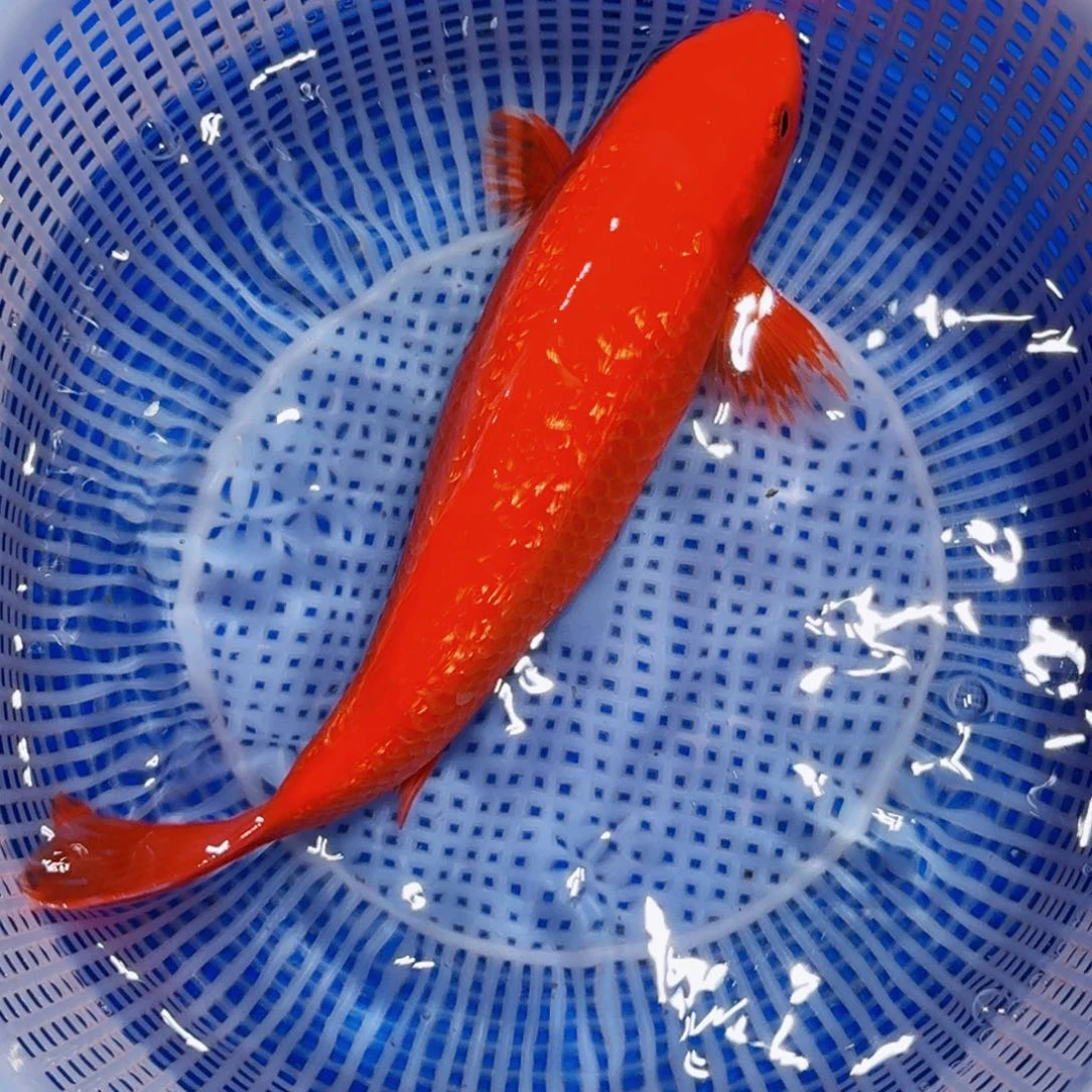 锦鲤精品甄选血统锦鲤