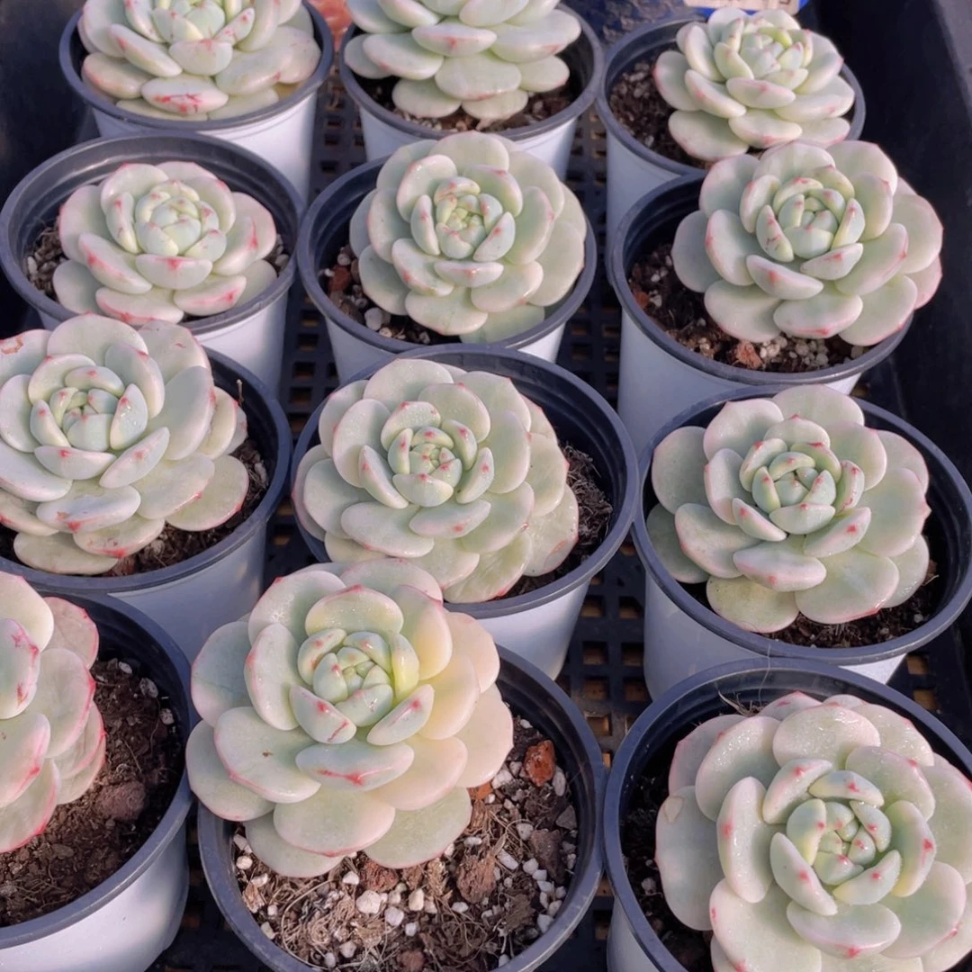 量拍25号 香草锦单头一个