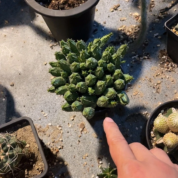 无花朵布纹球一物一拍