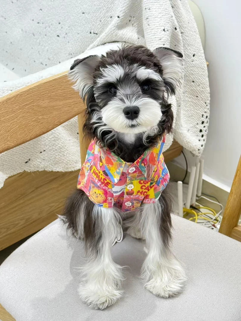 宠物衣服默认微瑕no退no换