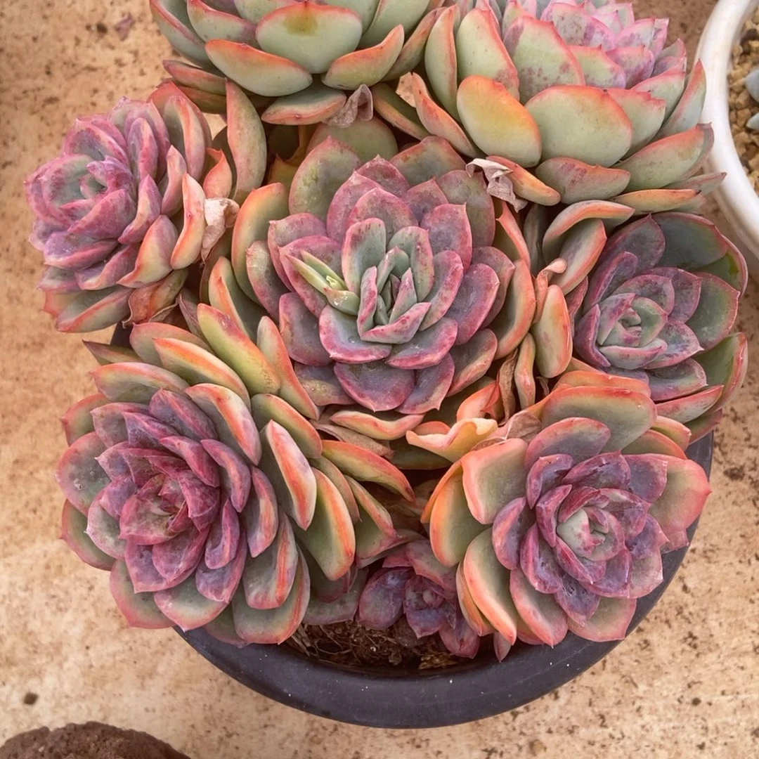 呈露有砍多肉多肉多肉多肉