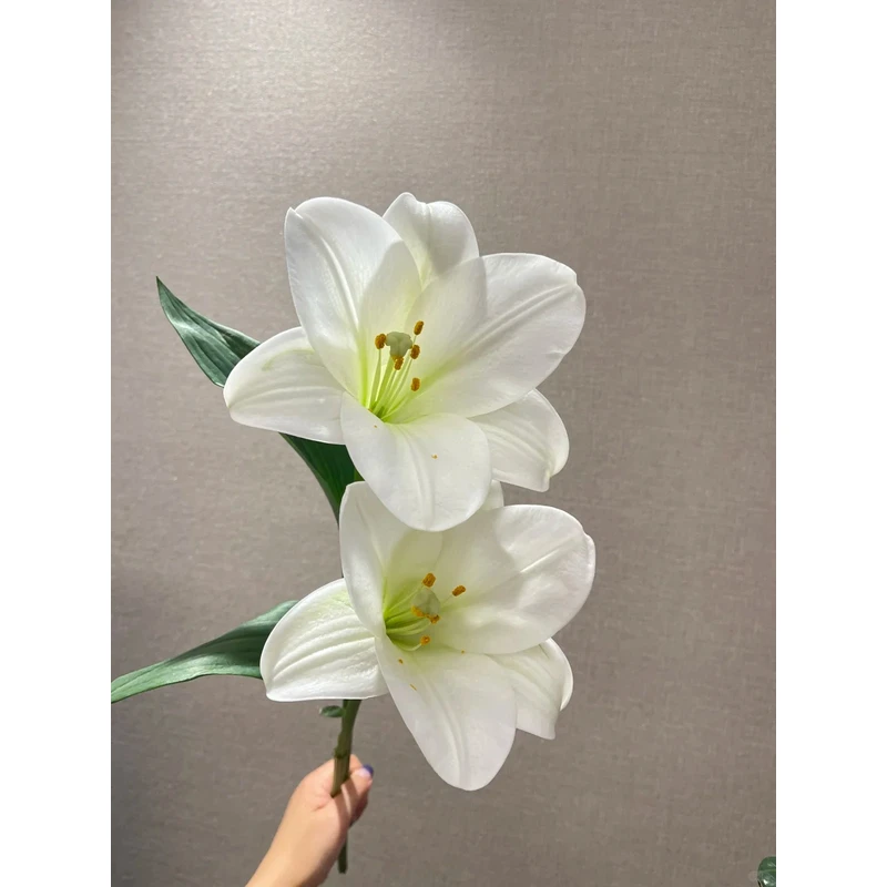 【白铁炮】香水百合 一单包邮 云南鲜花昆明基地现采现发