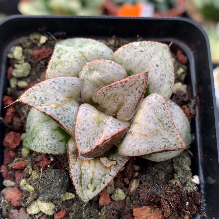 泰姬陵青蟹，带盆发货