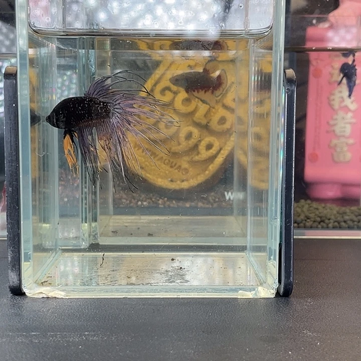 斗鱼22号922早黑毒