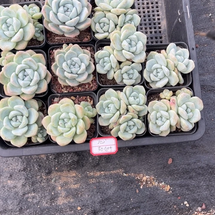 心***冰玉多肉七方盆一组