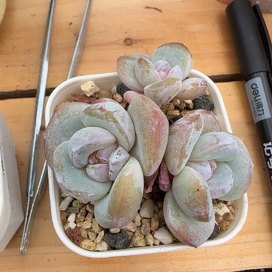 糖***爷糖专拍水晶鞋多肉老桩