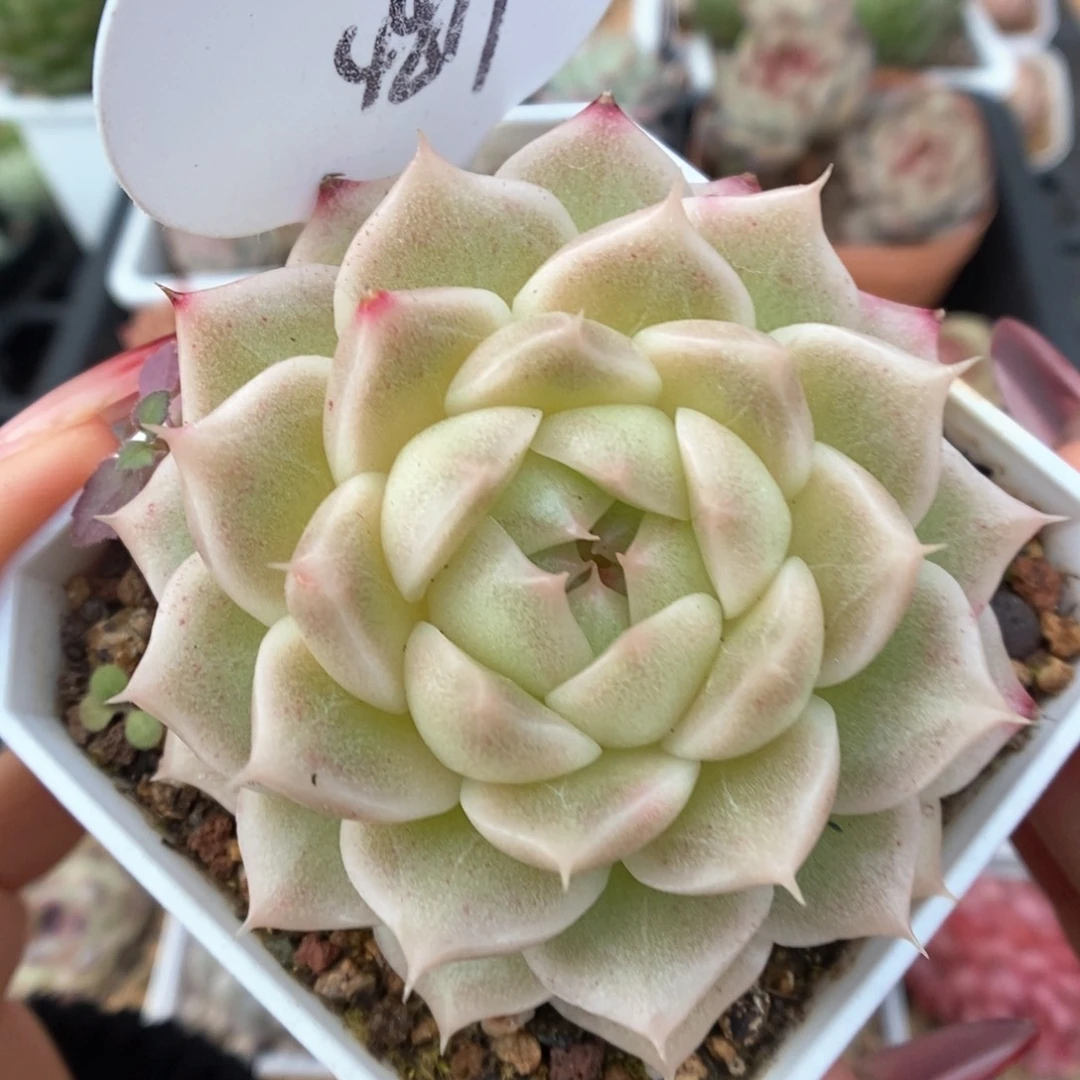 橘柚麦秆可拍4819号。