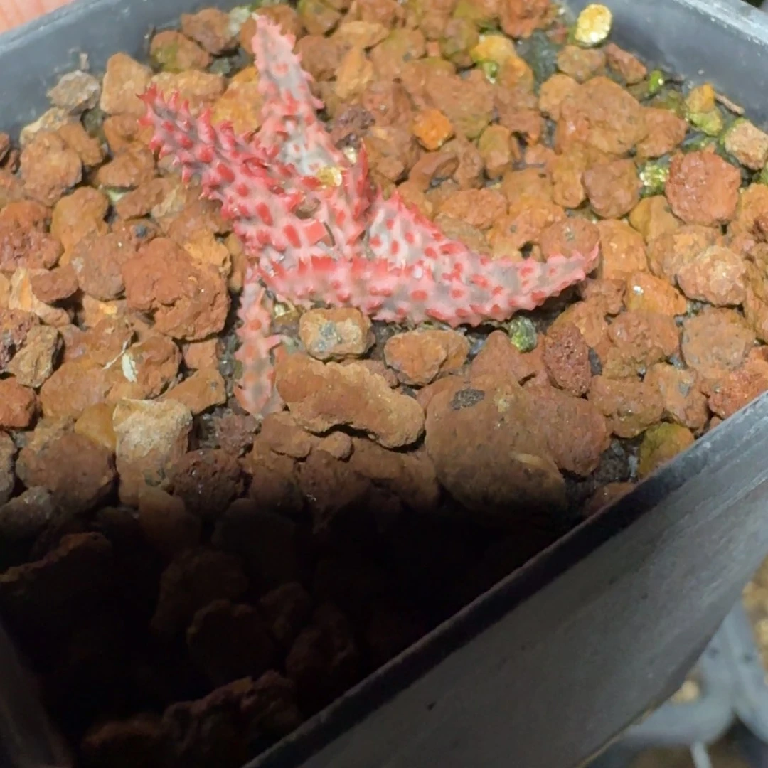 园艺芦荟一物一拍多肉植物